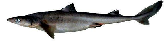 Squalus acanthias_04.jpg